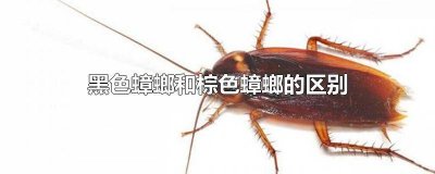 黑色蟑螂和褐色蟑螂的区别 黑的蟑螂跟褐色蟑螂有什么区别