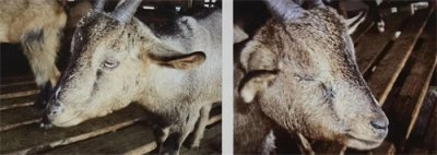 养羊一号呼吸道杀手——羊传染性胸膜肺炎