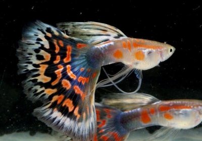 热带鱼种类名称及图片