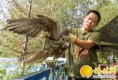 鸢的俗称是什么(鸢的俗称是什么鸟)