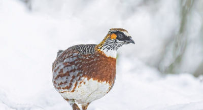 鹧鸪是保护动物,鹧鸪茶是什么东西