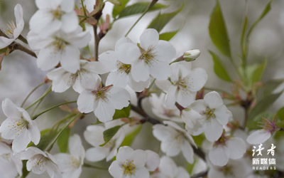 百年孤独经典语录句子(《百年孤独》里的10个经典句子,写尽人生悲欢)