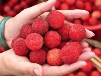 杨梅一天最多吃多少 杨梅吃多了有什么影响