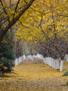 秋天真美到处都是五颜六色的叶子(带你领略张家港最美的秋天)