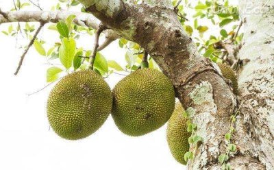 树菠萝的粘液怎么去除,木菠萝的汁液粘到手了怎么去除