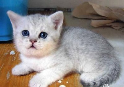 小猫的特点,仿写动物小猫的特点?