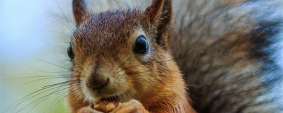 松鼠的特点 松鼠的特点作文500字