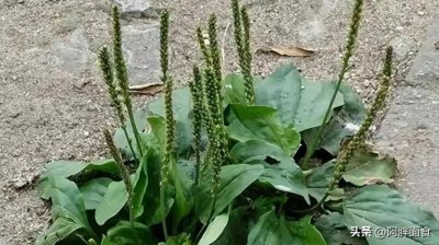 踏青挖野菜,31种野菜图鉴,看看都认识不