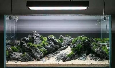 私藏大神的鱼缸造景图片,看看是否有你钟意的造景