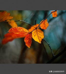 深秋的阳光,让红叶更加绚烂,你更喜欢哪几张红叶照片?