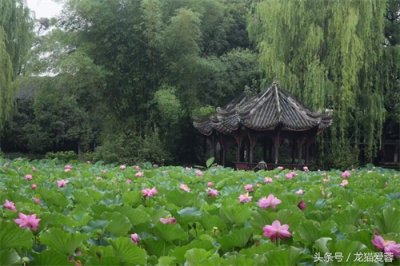 再不去看,桂湖的荷花就谢了