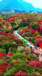 贵州大方、黔西的百里杜鹃