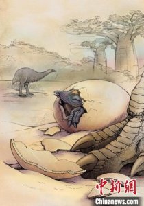 约千年前灭绝象鸟如何演化?蛋壳化石研究新发现或有未知谱系