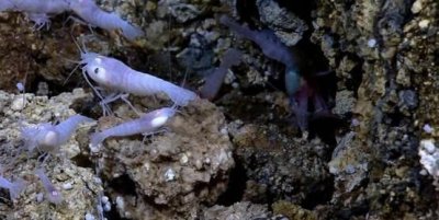 加勒比海的白色盲虾是什么生物?真的能在450℃的环境中生存吗?