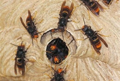 马蜂入宅有什么预兆?农村人一定要知道,了解不吃亏