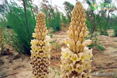 肉苁蓉多少钱一斤(肉苁蓉价格多少钱一斤?)