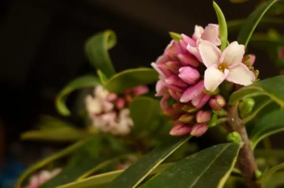 瑞香花的风水寓意是什么?瑞香花摆放位置怎么放?