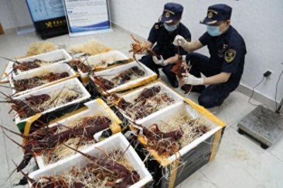 拱北海关查获一起跨境客车司机携带鲜活龙虾进境案