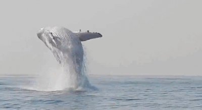 2019年,亚马逊雨林中发现有一头座头鲸,生物学家百思不得其解
