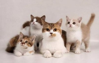 加菲猫多少钱一只?加菲猫大约价格在2000-6000左右