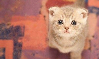 十二生肖为什么没有猫 ,为什么十二生肖没有猫和鸭